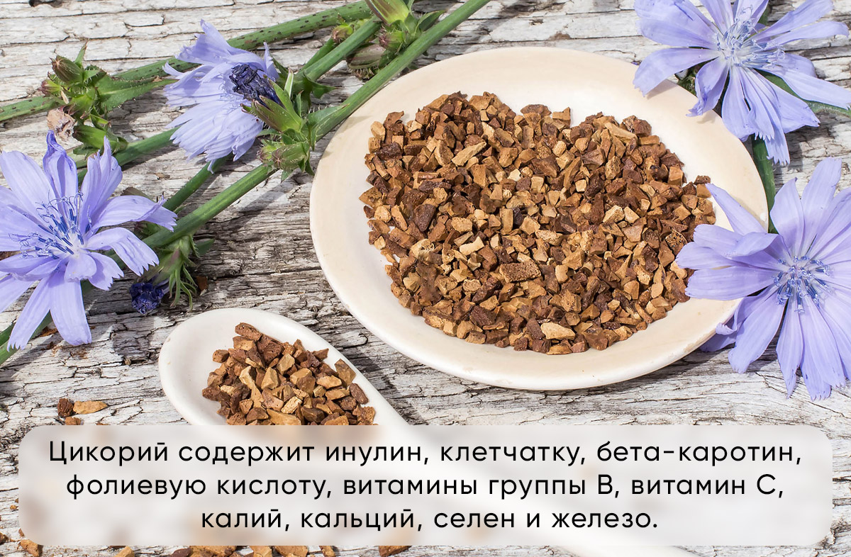 История цикория и его популярность в мире