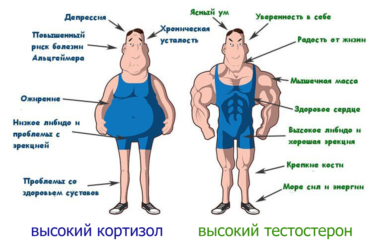 Почему талия толстеет от стресса?
