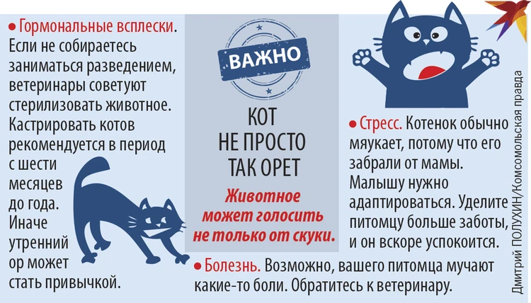 Как перестать быть будильником для вашей кошки?