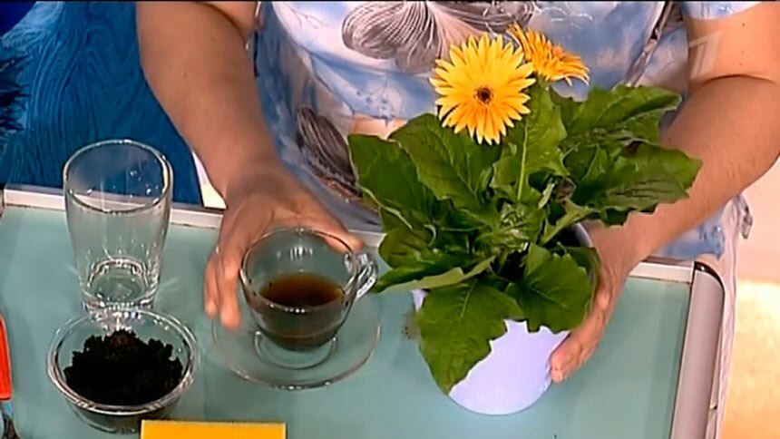 Борьба с вредителями при помощи кофейной гущи