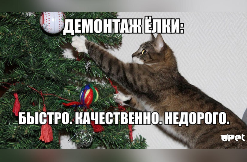 Как выбрать оптимальное место для ёлки