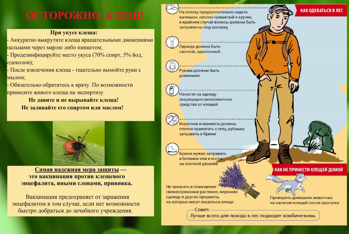 Значение вакцинации против клещевого энцефалита