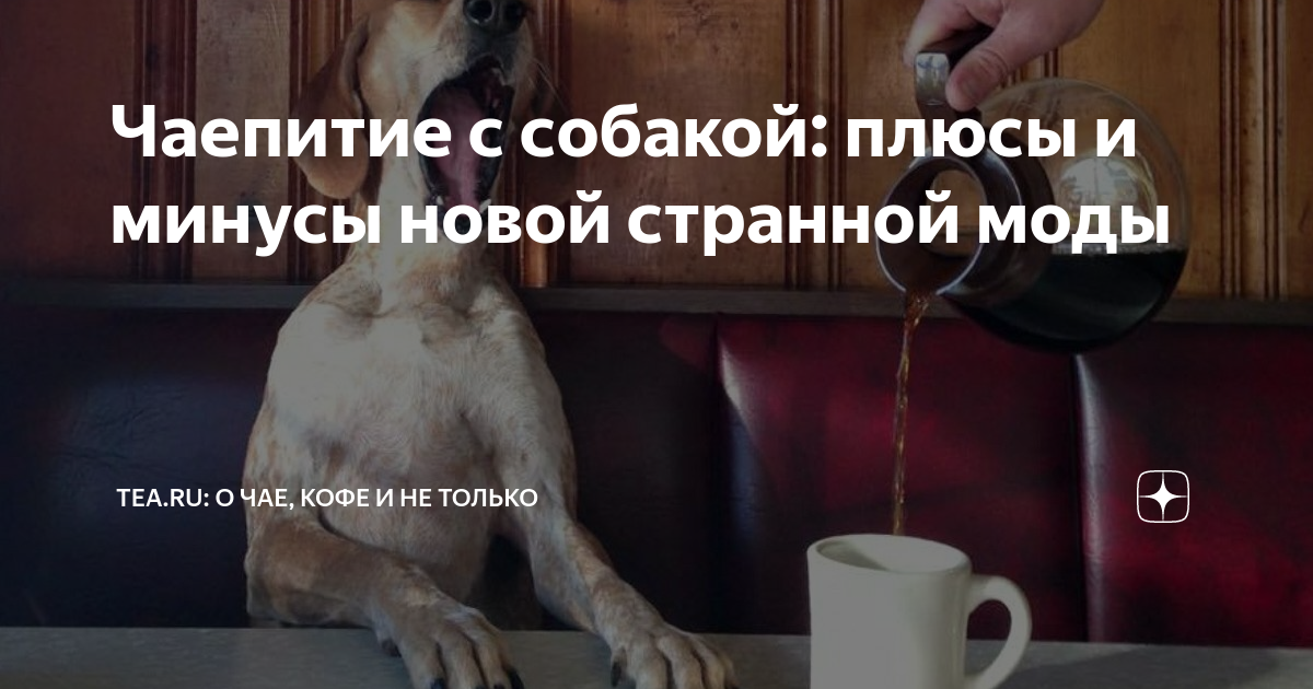 Какой уход требуется для проведения чаепития с собакой