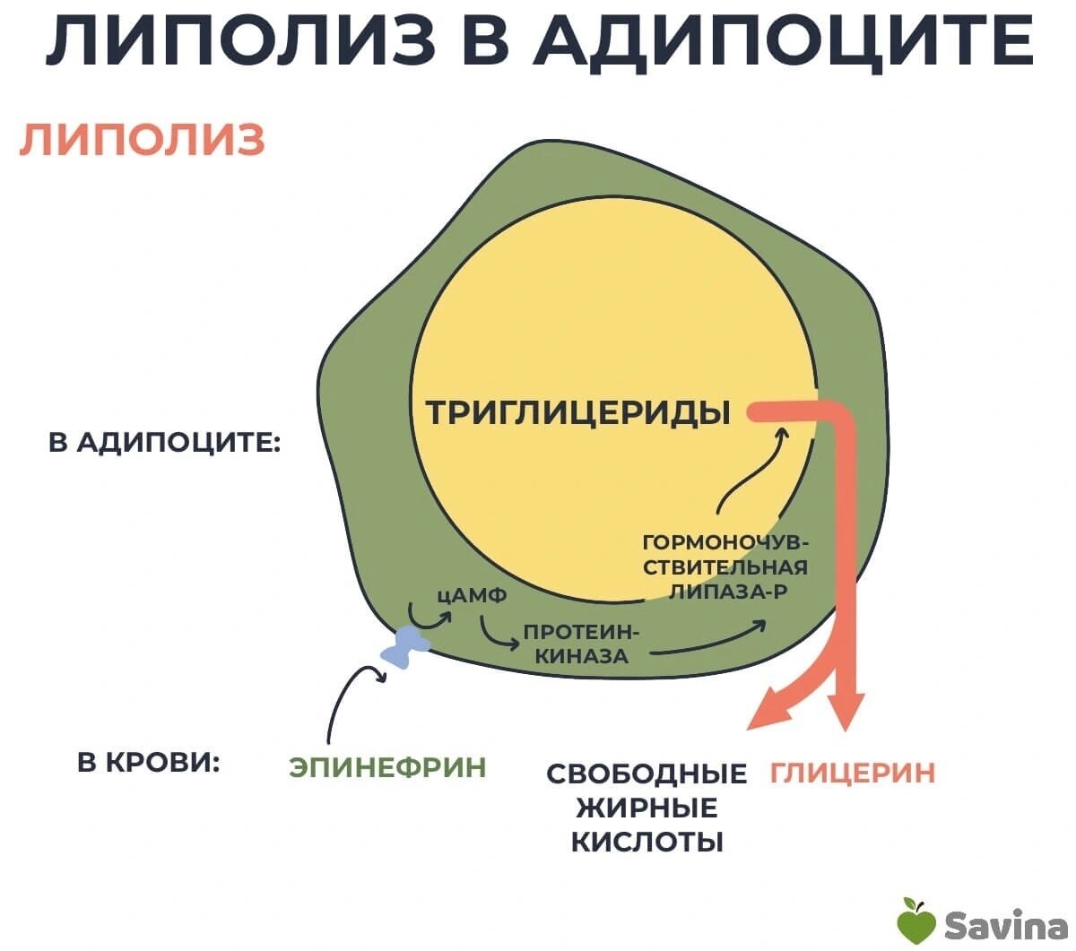 Без упражнений невозможно сжигать жир