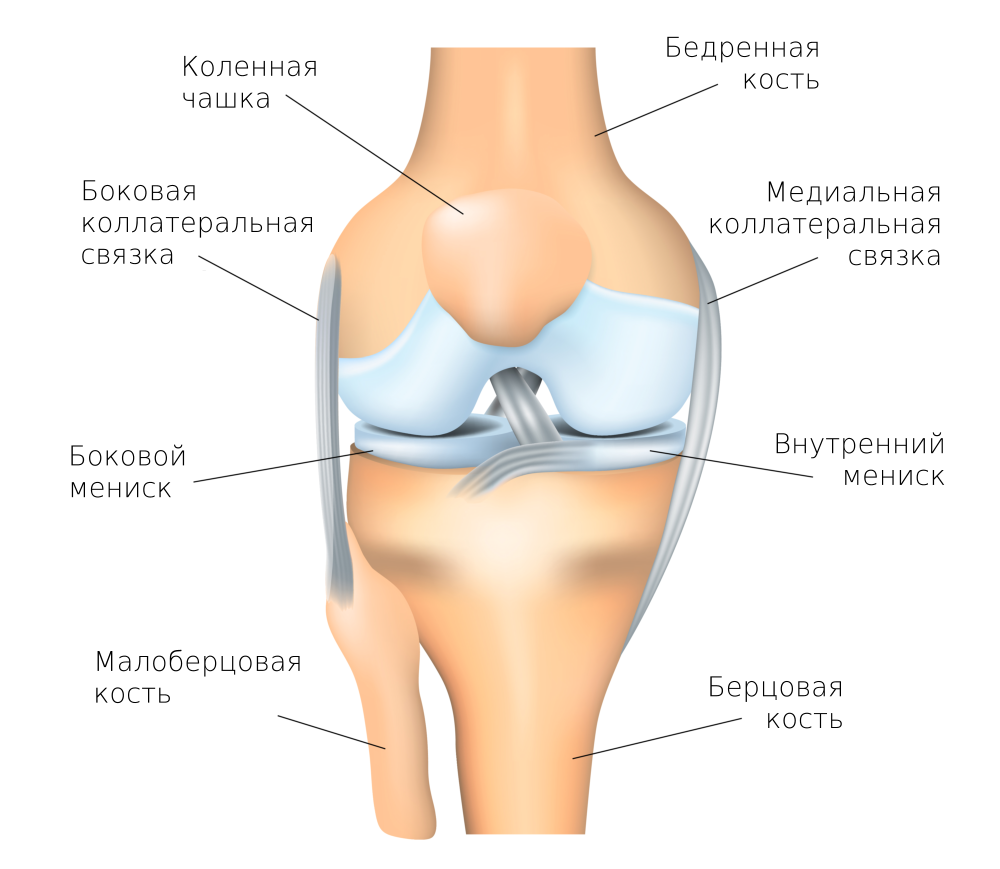 Как хондроитин способствует здоровью суставов