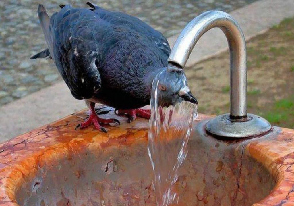 Как правильно пить воду?
