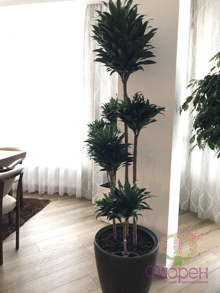Фикус