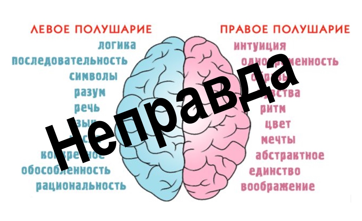 Преимущества развития правого полушария: