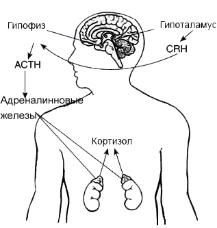 Влияние стресса на выработку кортизола:
