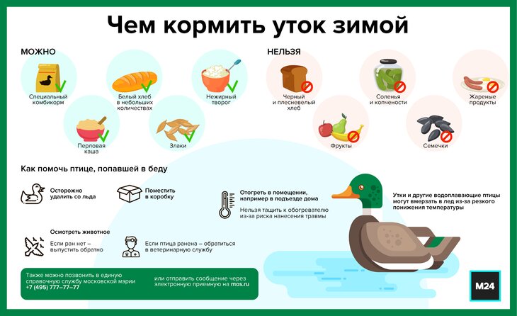 Чем кормить животных на улице
