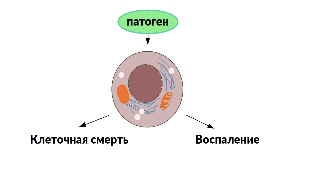 Улучшение кожи и волос
