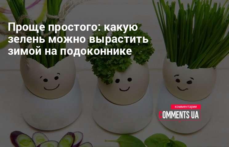 Съедобные цветы для украшения блюд
