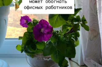 🔥 Тёща на пассивном доходе: как пенсионерка может обогнать офисных работников